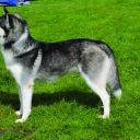 Sibiřský husky